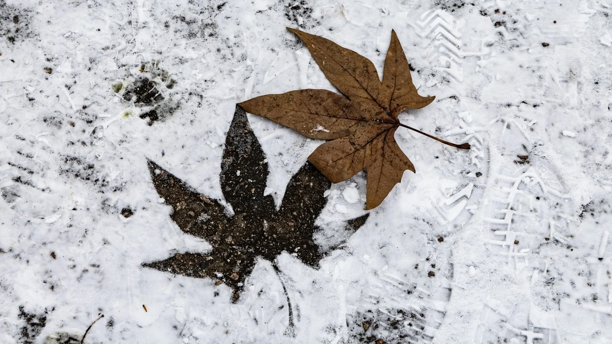 погода, сніг