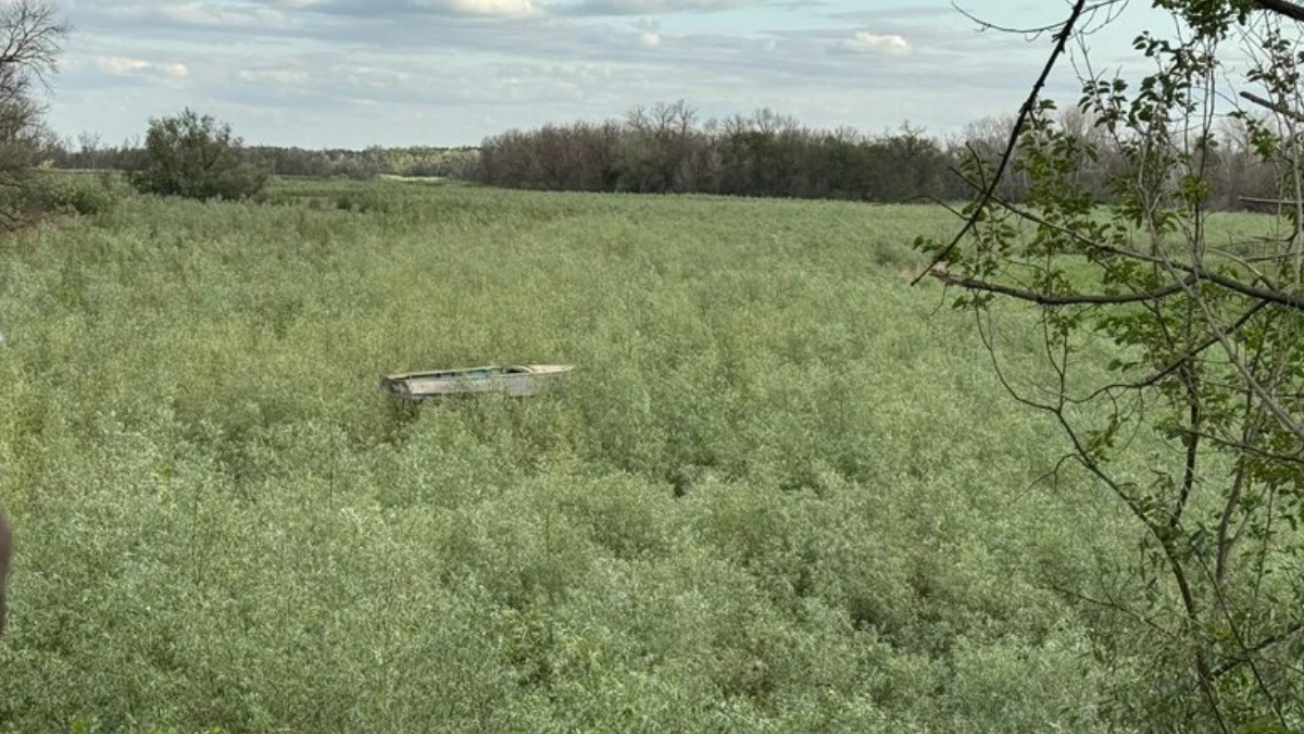 Рослини на дні колишнього Каховського водосховища, 13 червня 2025. Суспільне Запоріжжя