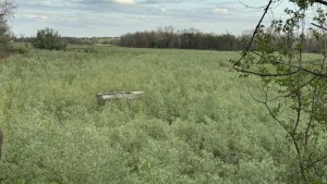 Рослини на дні колишнього Каховського водосховища, 13 червня 2025. Суспільне Запоріжжя