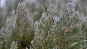 дерево у снігу
