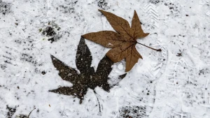 листя на снігу