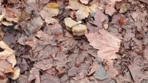 Міни "пелюстки" у Херсоні