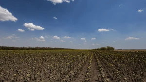 Поле на Херсонщині