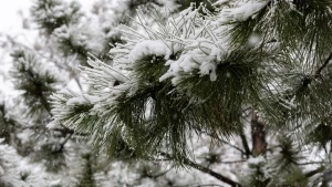 сніг на ялинці