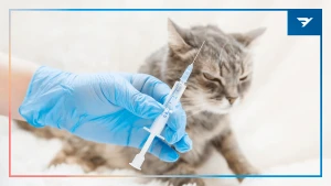 Зображення ілюстративне. Canva
