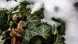 погода, сніг