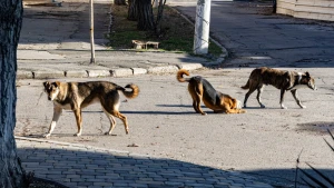 Безпритульні собаки у Херсоні.