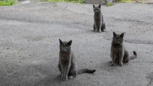 Херсонські коти. Фото: Олександр Андрющенко/"Вгору" 