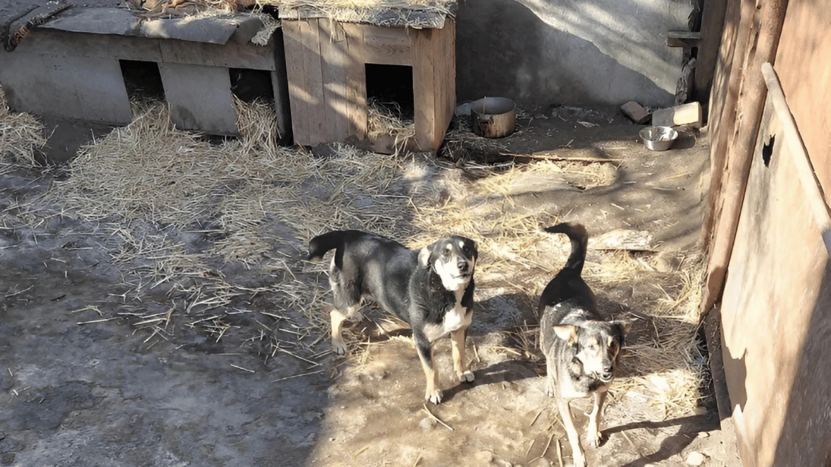 В одному з вольєрів притулку “Гарантія”. Фото: Ганни Щидловської/”Вгору”
