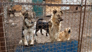 Громадська організація “Тобіас. Тварини Херсона”