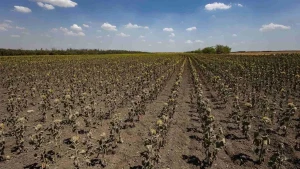 Поля соняшника на Херсонщині