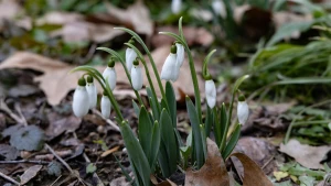 Підсніжники