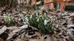 Підсніжники у Херсоні. Фото Олександра Андрющенка/"Вгору"