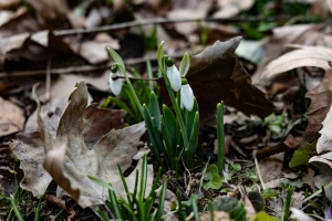 Підсніжники у Херсоні