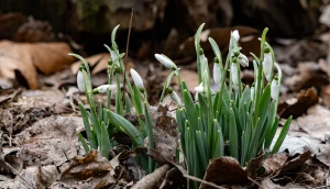 Підсніжники у Херсоні