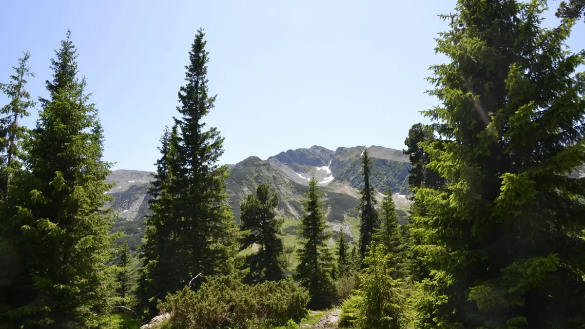 Літній Буковель у Карпатах: природа, туристичні маршрути та активний відпочинок у горах.