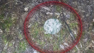 Протипіхотна міна типу "Пряник"