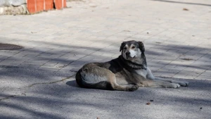 собака, погода