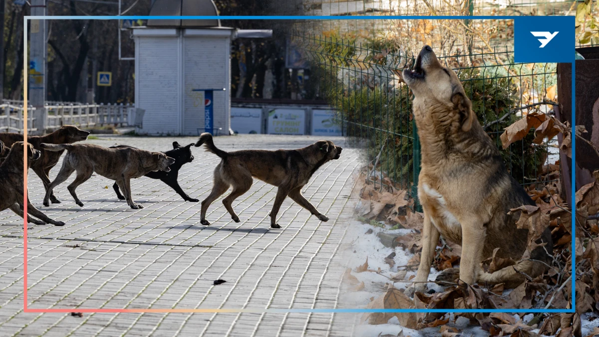 У колажі використанні фото Олександра Андрющенка/”Вгору”. Автор колажу: Вікторія Трохимчук/”Вгору”