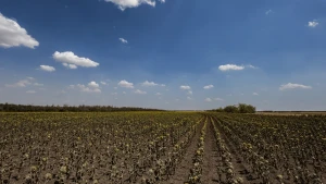 Поле на Херсонщині. Липень 2025 року