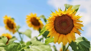 

Соняшник на полях Херсонщини