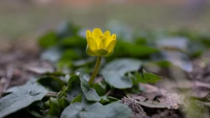 Херсон у березні 2026 року