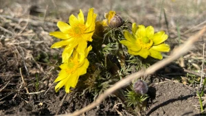 Фото: НПП "Кам'янська Січ"