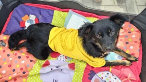 Галина Сеннікова / МикВісті