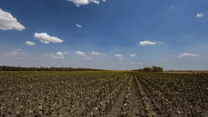 Поле на Херсонщині