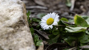 Квітка у Херсоні