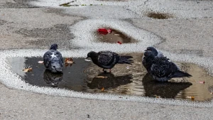 погода, дощ, голуби