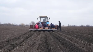 На полі фермерського господарства Максима Максимова висаджують картоплю. Фото: Суспільне Херсон