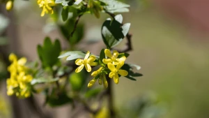 Квіти смородини у Херсоні. Фото: Олександра Андрющенка/"Вгору"