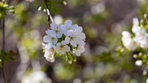 цвіт, погода