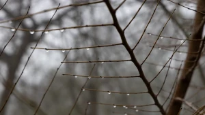 туман, погода