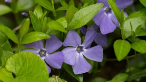 погода, квіти