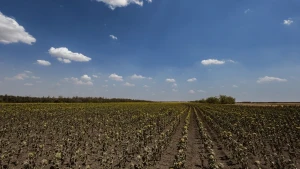 Поле на Херсонщині, липень 2025 року