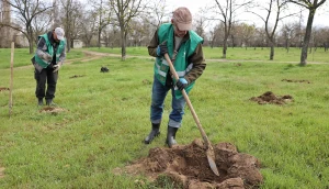 висадка дерев
