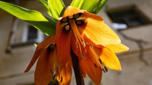 погода, квітка