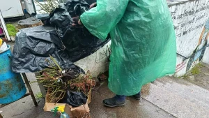 троянди, Херсон