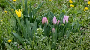 квіти, тюльпани, погода