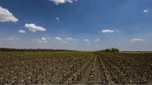 Поле на Херсонщині