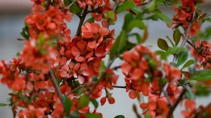 погода, дерева