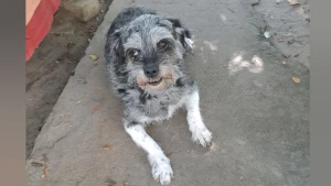 На світлині собака на кличку Жужа, яку вже майже пів року шукає херсонка Ірина. Фото власниці