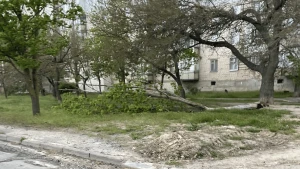 У Херсоні внаслідок бурі впало дерево. Фото: Валентина Пономарьова / "Вгору"
