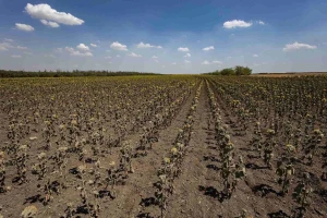 Поля соняшника на Херсонщині. Фото Олександра Андрющенка /”Вгору”