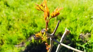 саджанці дерев