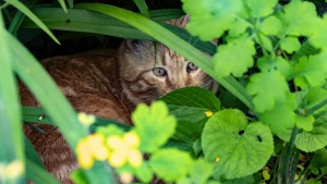 котик