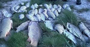 Риба. Фото: Херсонський рибоохоронний патруль