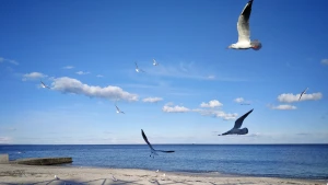 море